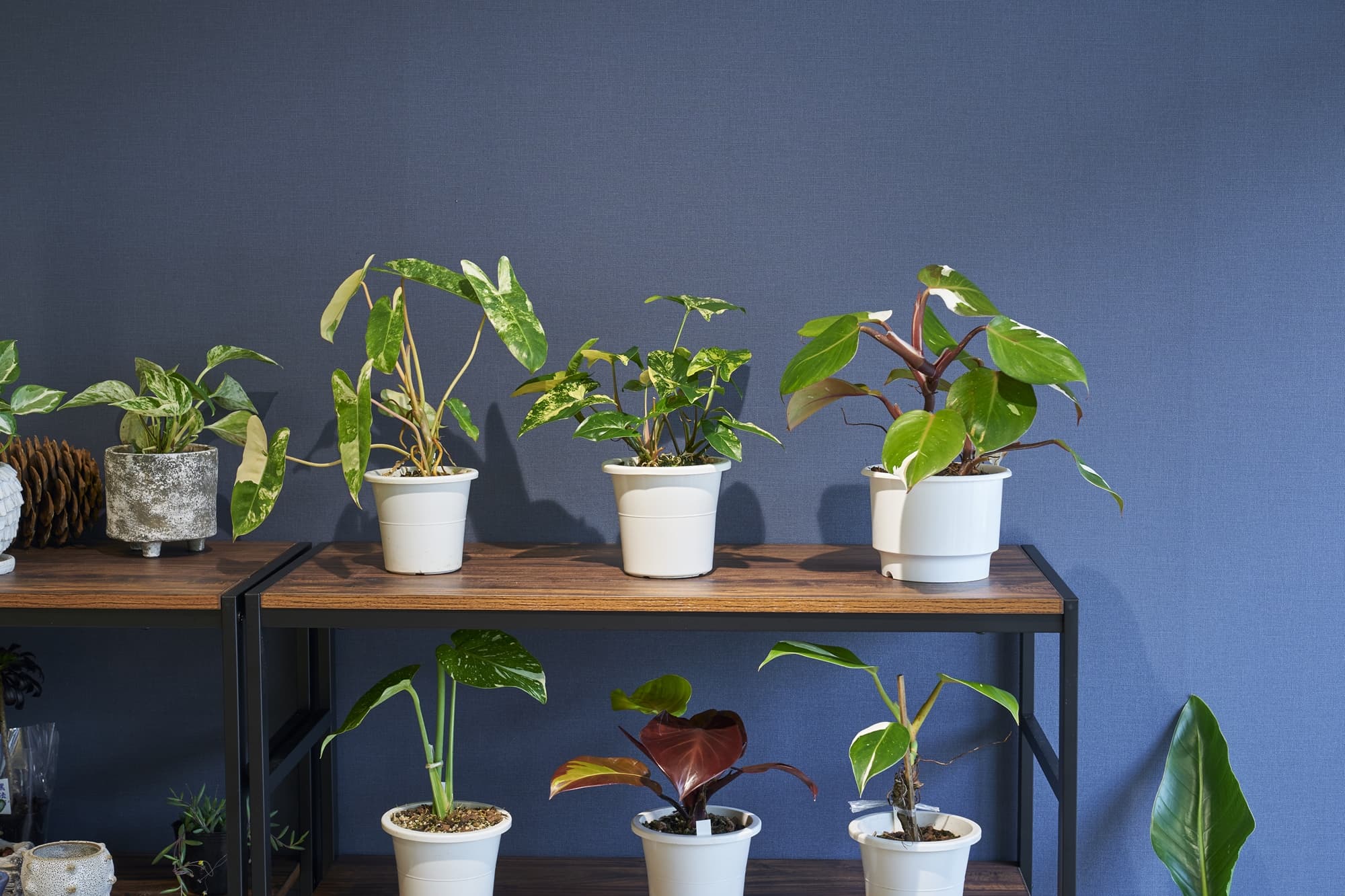 観葉植物05